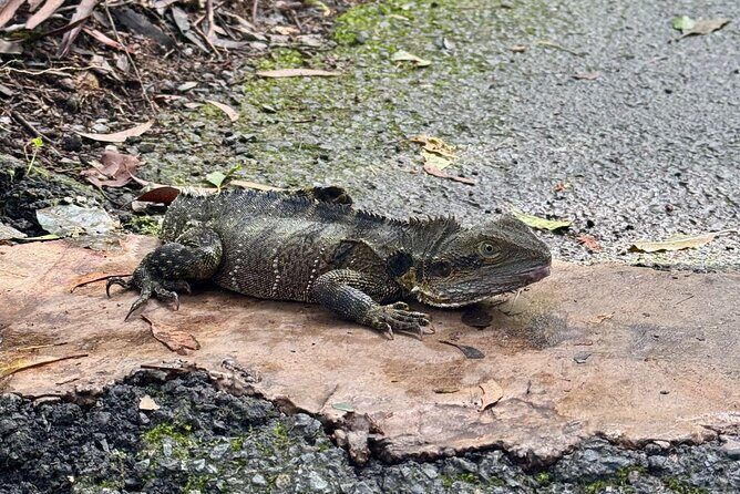 Brisbane: Springbrook 7 Waterfalls and Natural Bridge Day Tour - FAQ