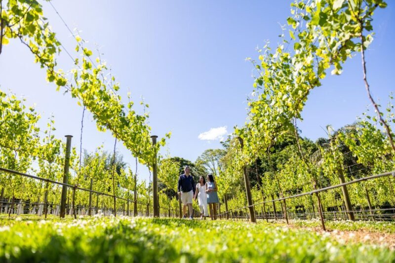 Brisbane: Tamborine Mountain Local Winery Tour with Lunch - Key Points
