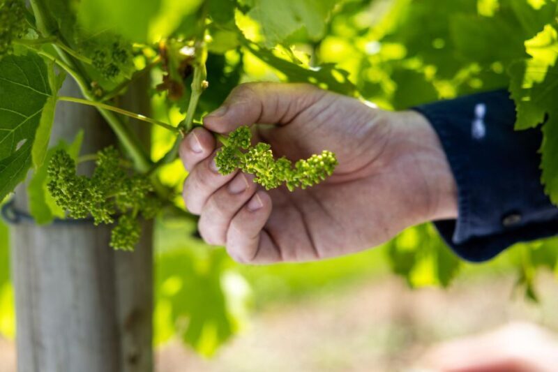 Brisbane: Tamborine Mountain Local Winery Tour with Lunch - FAQ