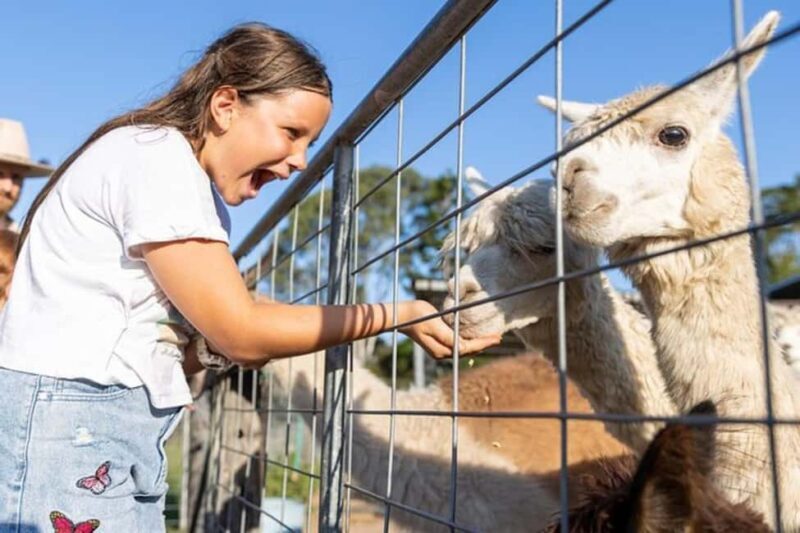 Brisbane: Trevena Glen Farm 1hr Animal Experience - A Detailed Look at Trevena Glen’s Animal Experience