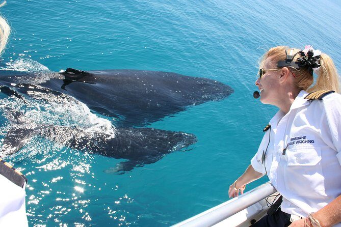 Brisbane Whale Watching Cruise from Redcliffe or Sunshine Coast - Key Points