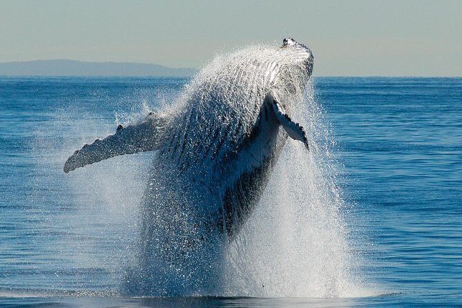 Brisbane Whale Watching Cruise from Redcliffe or Sunshine Coast - The Value for Money