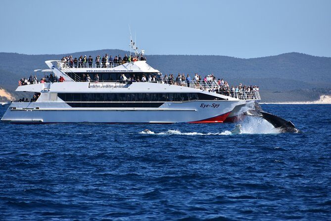 Brisbane Whale Watching Cruise from Redcliffe or Sunshine Coast - Who Should Consider This Tour?