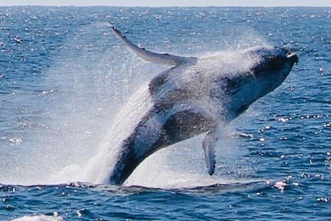 Brisbane Whale Watching Cruise from Redcliffe or Sunshine Coast - The Sum Up: Worthwhile for Wildlife Enthusiasts and Curious Travelers