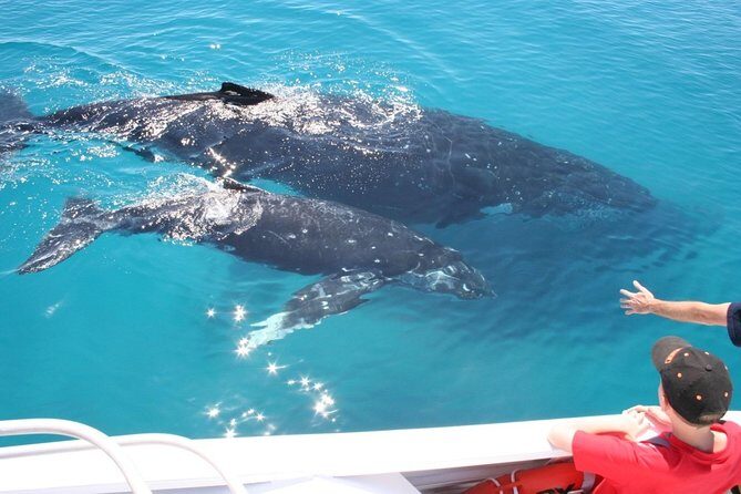 Brisbane Whale Watching Cruise from Redcliffe or Sunshine Coast - FAQ