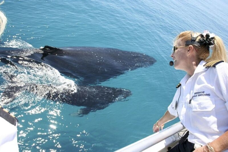 Brisbane: Whale Watching Cruise with Lunch - Key Points