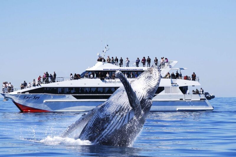 Brisbane: Whale Watching Cruise with Lunch - The Detailed Experience of the Brisbane Whale Watching Cruise
