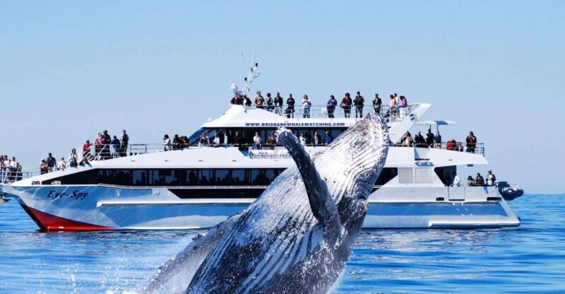 Brisbane: Whale Watching Cruise with Lunch - Who Is This Tour Best For?