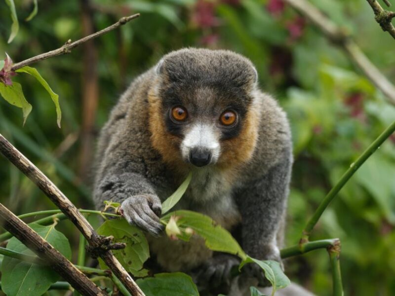 Bristol: Bristol Zoo Project Entry Ticket - Discover Bristol Zoo Project: A Wildlife Adventure Close to Nature