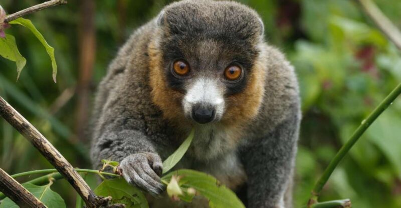 Bristol: Bristol Zoo Project Entry Ticket - Who Will Love Bristol Zoo Project?