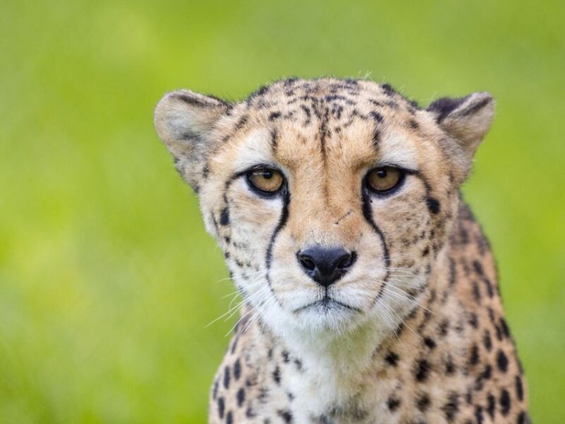 Bristol: Bristol Zoo Project Entry Ticket - A Deep Dive into Your Bristol Zoo Experience