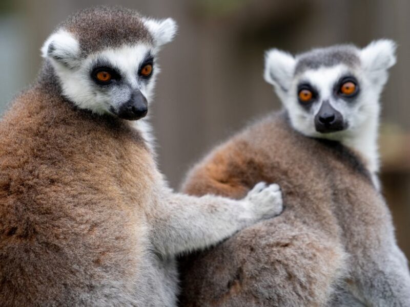Bristol: Bristol Zoo Project Entry Ticket - Practical Tips for Your Visit