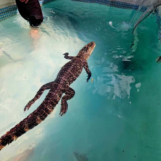 Bristol: Crocodile Swimming Experience coffee and cake - Practical Details & Tips