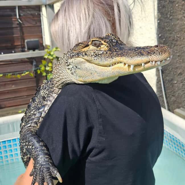 Bristol: Crocodile Swimming Experience coffee and cake - FAQ