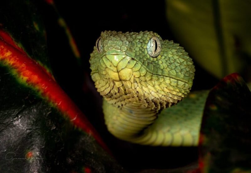 Bristol: Venomous Snake Tour with Reptile Photo - An In-Depth Look at the Bristol Venomous Snake Tour