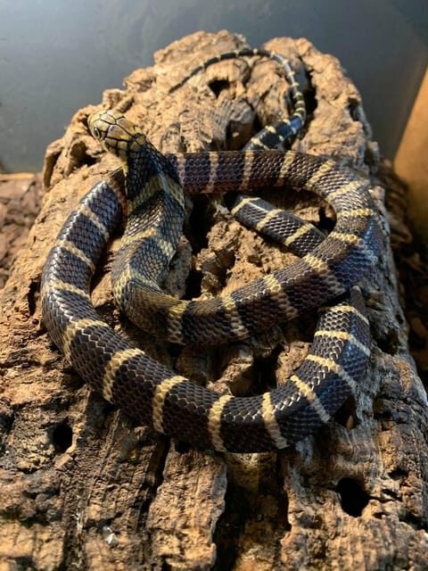 Bristol: Venomous Snake Tour with Reptile Photo - Frequently Asked Questions