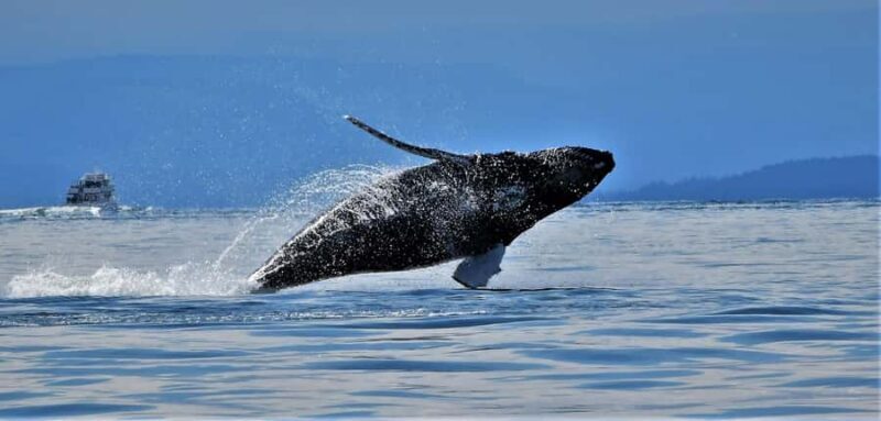 British Columbia: Whale Watching Eco-Adventure Tour - Key Points