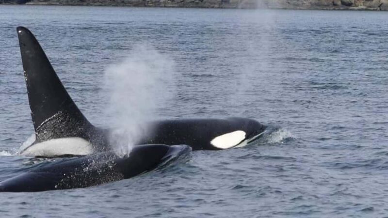 British Columbia: Whale Watching Eco-Adventure Tour - FAQ