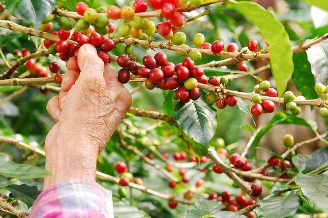 Britt Coffee Tour with lunch. Private Tour from San Jose - A Closer Look at the Britt Coffee Tour Experience