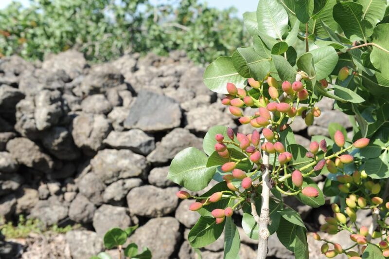 Bronte: Tour e degustazione nelle piantagioni di pistacchi - Discover the Sweet and Savory World of Bronte Pistachios