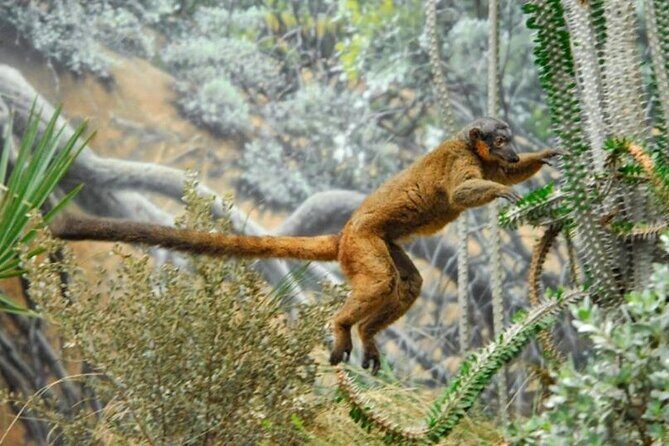 Bronx Zoo Admission Ticket - Bronx Zoo Admission Ticket: A Practical Guide for Animal Lovers and Families