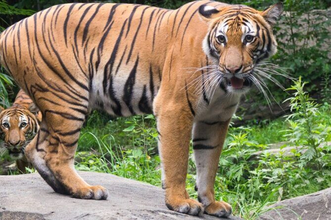 Bronx Zoo Admission Ticket - Key Points