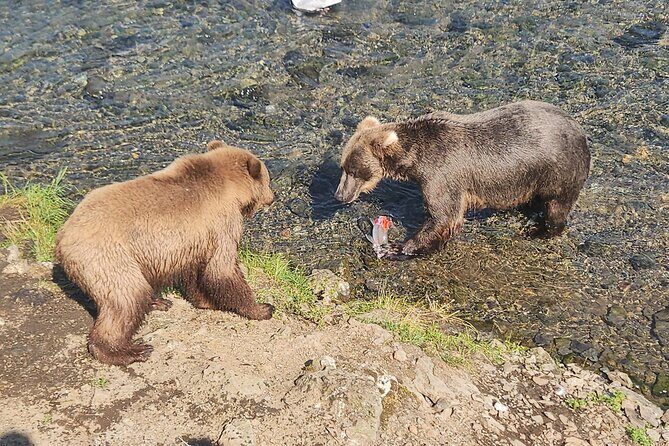 Brooks Falls Bear Viewing - Key Points