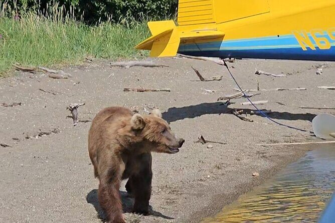 Brooks Falls Bear Viewing - Who Will Love This Tour?
