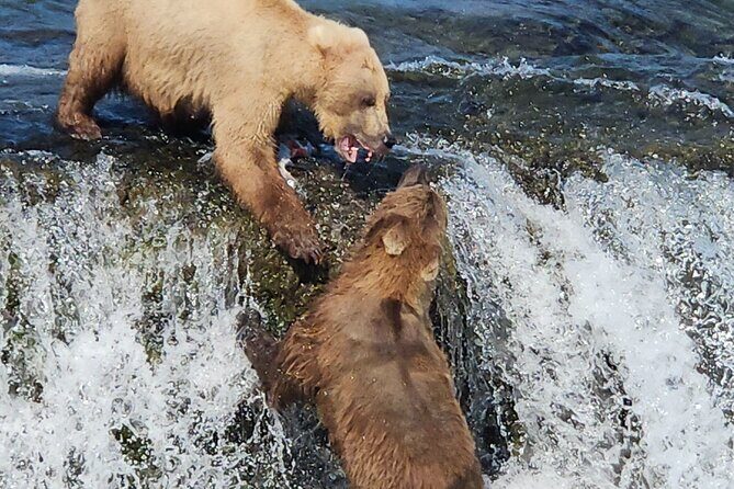 Brooks Falls Bear Viewing - The Sum Up: Is This Tour for You?