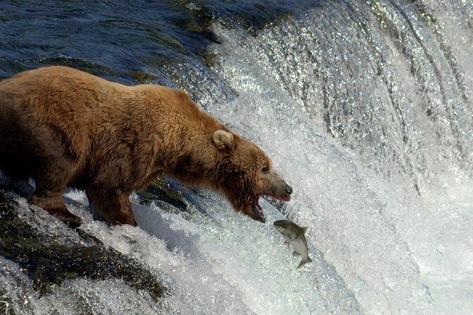 Brooks Falls Katmai Bear Viewing in a Float Plane - Exploring the Brooks Falls Katmai Bear Viewing Floatplane Tour in Detail