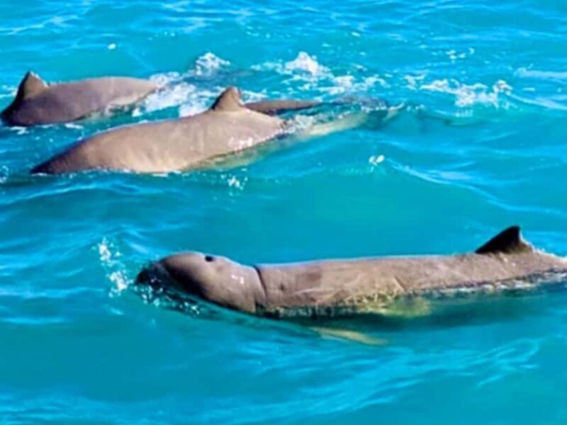 BROOME: Eco Cruise -With Beer, Wine and Gourmet Platters - A Closer Look at the Broome Eco Cruise