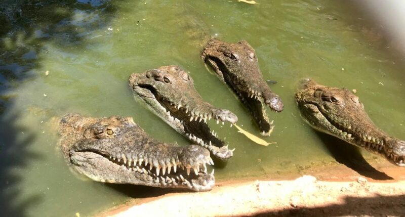 Broome: Malcolm Douglas Crocodile Park Tour with Transfers - Who Should Book This Tour?
