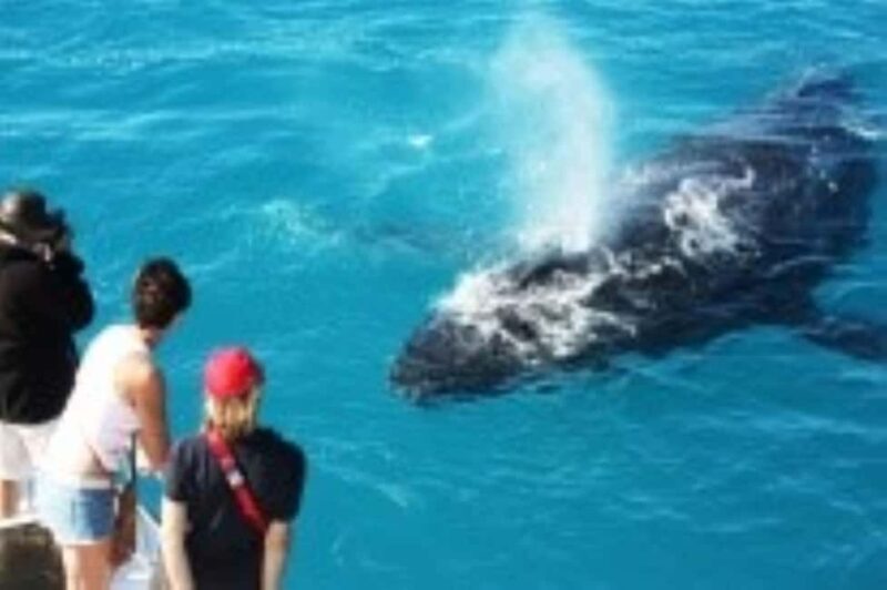 Broome: Whale Watching & Sunset Cruise - Authentic Encounters & Valuable Insights from Real Travelers