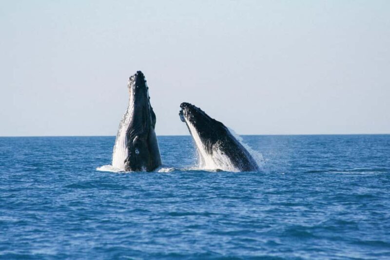 Broome: Whale Watching & Sunset Cruise - Who Will Love This Experience?