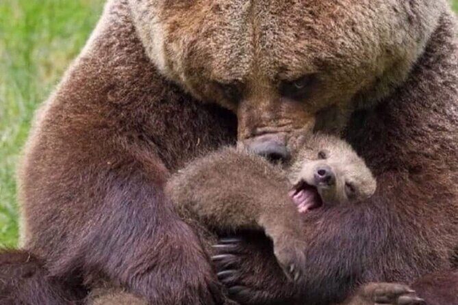 Brown Bear Sanctuary Tour from Brasov Entrance Ticket Guaranteed - Key Points