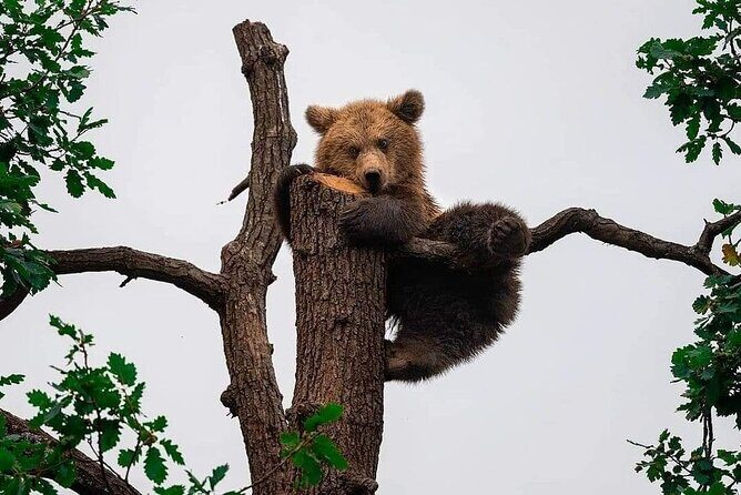 Brown Bear Sanctuary Tour from Brasov Entrance Ticket Guaranteed - Why This Tour Is Worth Considering
