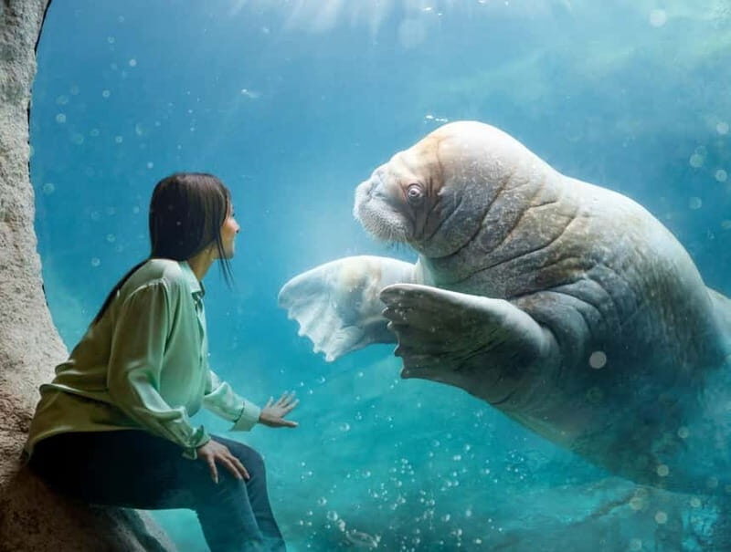 Brugelette: Pairi Daiza Zoo Entry Ticket - Experience the Wonders of Pairi Daiza – Belgium’s Premier Zoo