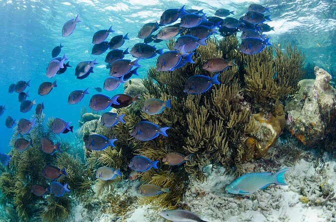 Brunch & Snorkel Catamaran Tour - FAQ