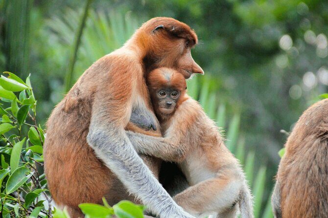 Brunei Mangrove River Safari - Key Points
