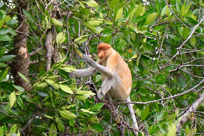 Brunei Mangrove River Safari - Final Thoughts