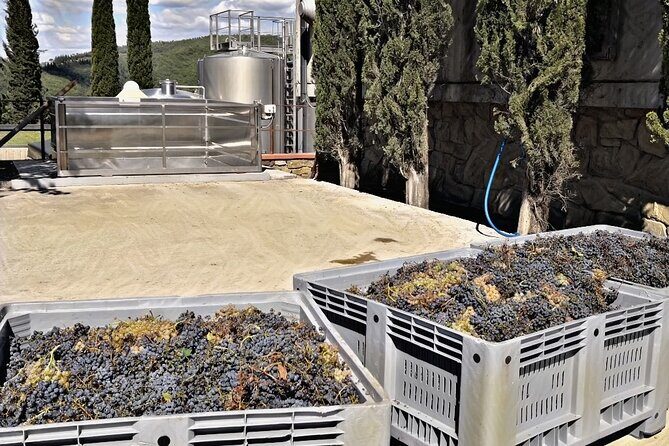 Brunello di Montalcino 2 Top Wineries full day Limousine Service - Practical Details and Considerations