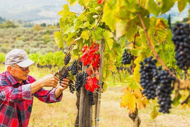 Brunello Wine Tasting from San Gimignano - In-Depth Look at the Tour Experience