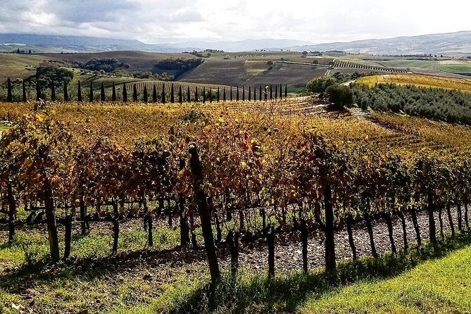 Brunello Wine Tour and Val D'Orcia Landscape - Who Should Consider This Tour?