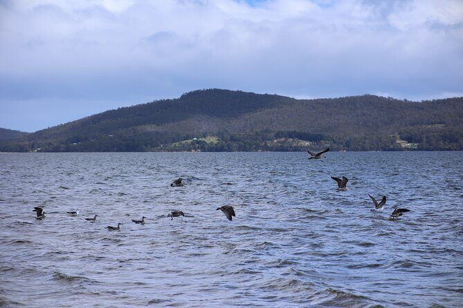 Bruny Island Small-Group Guided Tour From Hobart - FAQ