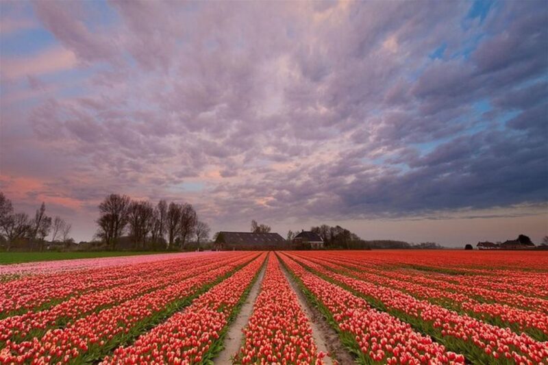 Brussels: Keukenhof, Tulips, and Delft Day Trip - Who Should Consider This Tour?