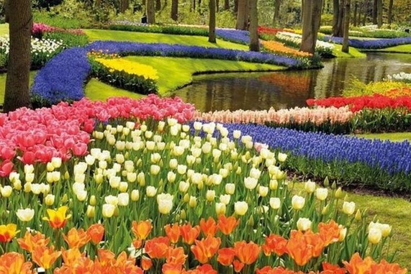Brussels: Keukenhof, Tulips, and Delft Day Trip - The Sum Up