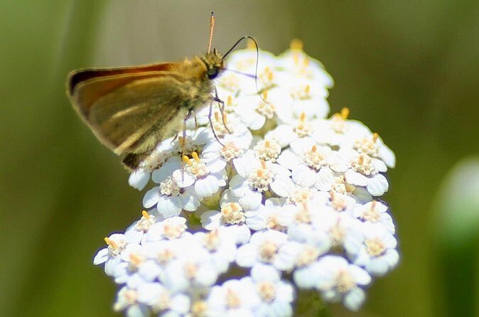 Bryans Flat View Horseback Ride - FAQs About Bryans Flat View Horseback Ride