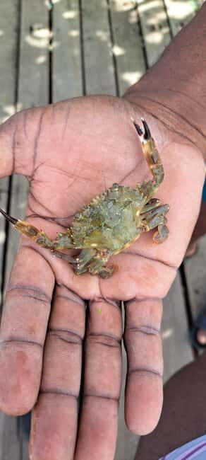 Buccoo Reef and Nylon Pool Adventure - Key Points