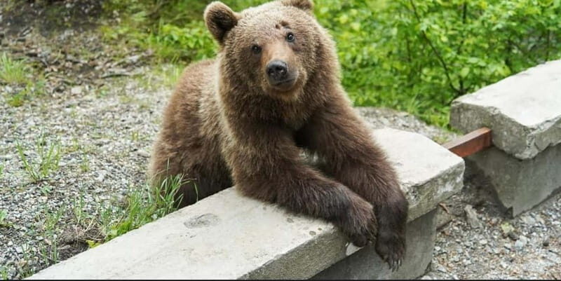Bucharest: Bear Watching Tour and Top Gear Road Day Trip - In-Depth Review of the Tour Experience
