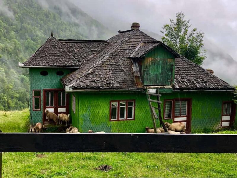Bucharest: Brown Bears Sanctuary and Quad Tour - Key Points